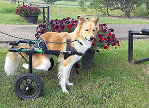 Caring for Your Collie and Understanding Their Health Caring for Your Collie and Understanding Their Health