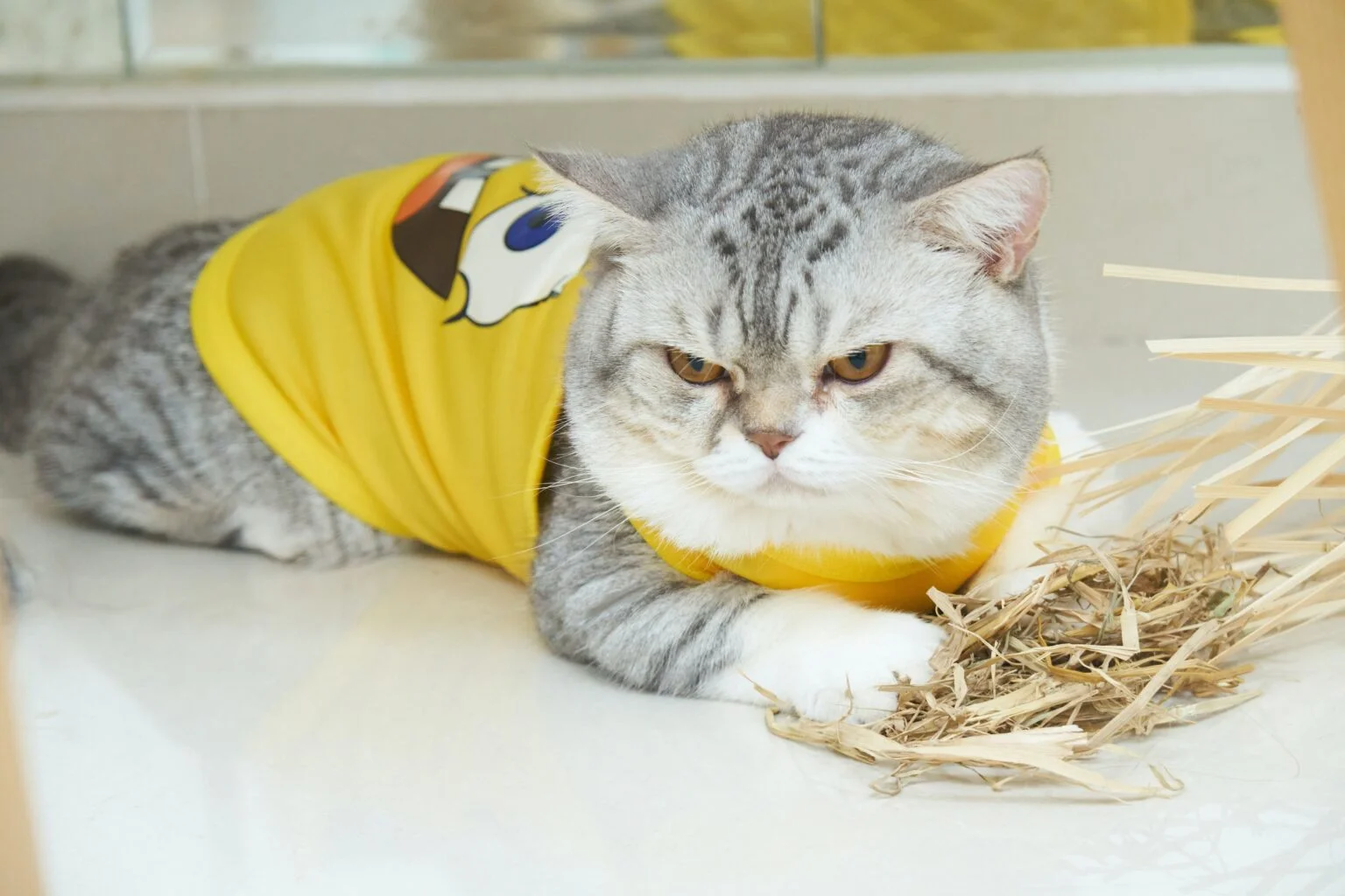 Crafting a Purr-fect Haven: Tips for a Cat-Friendly Home Crafting a Purr-fect Haven: Tips for a Cat-Friendly Home