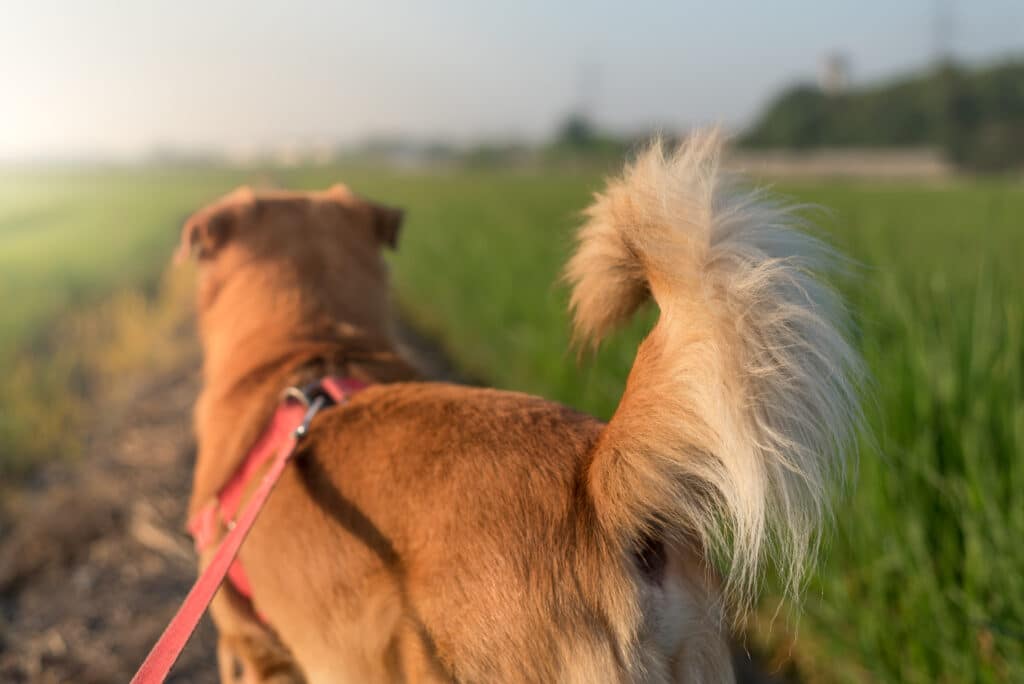 Scientists Discover New Information About Why Dogs Wag Their Tails Scientists Discover New Information About Why Dogs Wag Their Tails