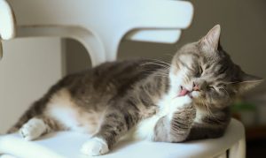 My Top Tips for Indoor Cat Care: A Beginner's Guide