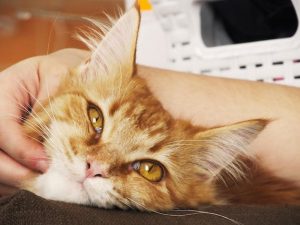 Embracing Holistic Cat Care: A Natural Approach to Feline Health