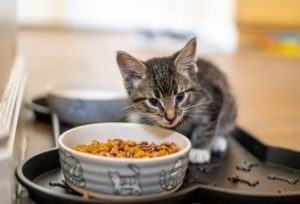 A Perfect Guide to Kitten Nutrition