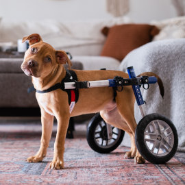 How to Find the Right Routine for a Newly Paralyzed Pet How to Find the Right Routine for a Newly Paralyzed Pet