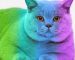 cts color vision