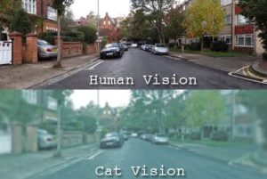 human vision vs cats