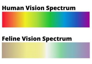 Human vision vs cat spectrum