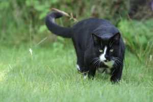 Scientists pinpoint strategies to stop cats from scratching your furniture (Steve Parsons/PA) (PA Archive)